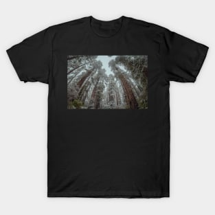 Snow in a Redwood Forest T-Shirt